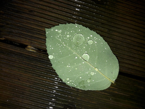 Leafs; Publicdomain; Cc0; Freeimage;.jpg