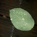 Leafs; Publicdomain; Cc0; Freeimage;