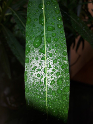 Leafs; Publicdomain; Cc0; Freeimage;.jpg