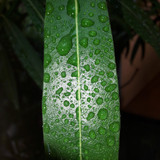 Leafs; Publicdomain; Cc0; Freeimage;