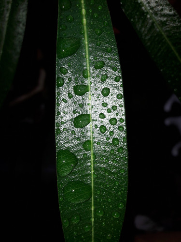 Leafs; Publicdomain; Cc0; Freeimage;.jpg