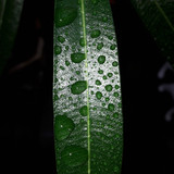 Leafs; Publicdomain; Cc0; Freeimage;