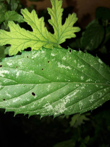 Leafs; Publicdomain; Cc0; Freeimage;.jpg