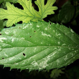 Leafs; Publicdomain; Cc0; Freeimage;