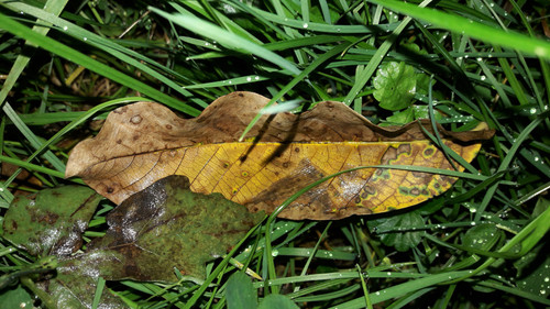 Leafs; Publicdomain; Cc0; Freeimage;.jpg