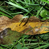 Leafs; Publicdomain; Cc0; Freeimage;