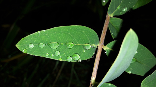 Leafs; Publicdomain; Cc0; Freeimage;.jpg