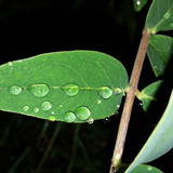 Leafs; Publicdomain; Cc0; Freeimage;