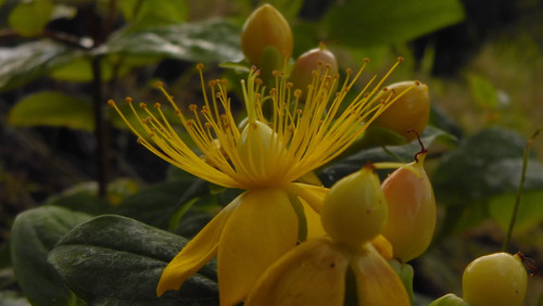 Flower; Publicdomain; Cc0; Freeimage;.jpg