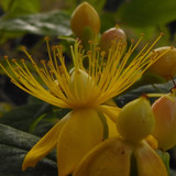 Flower; Publicdomain; Cc0; Freeimage;