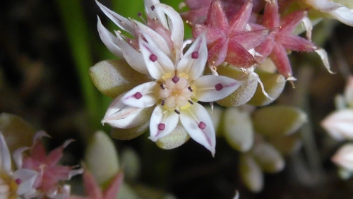 Flower; Publicdomain; Cc0; Freeimage;.jpg