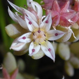 Flower; Publicdomain; Cc0; Freeimage;