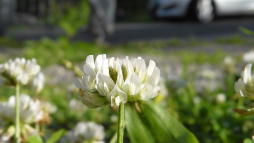 Flower; Publicdomain; Cc0; Freeimage;.jpg