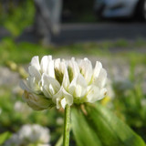 Flower; Publicdomain; Cc0; Freeimage;