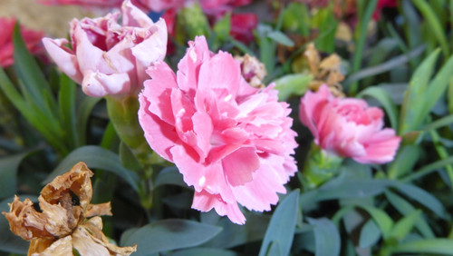 Flora Flower Publicdomain (256).jpg