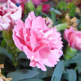 Flora Flower Publicdomain (256)