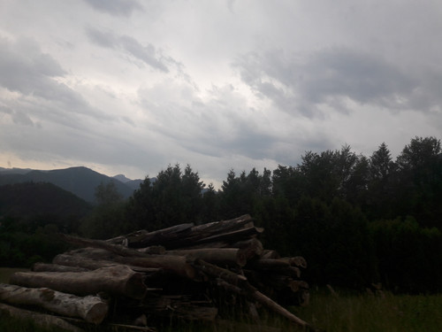 Forest; Publicdomain; Cc0; Freeimage;.jpg