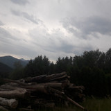 Forest; Publicdomain; Cc0; Freeimage;