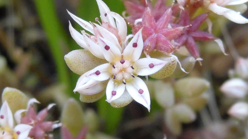 Flower; Publicdomain; Cc0; Freeimage;.jpg