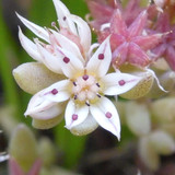 Flower; Publicdomain; Cc0; Freeimage;