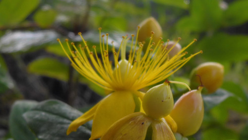 Flower; Publicdomain; Cc0; Freeimage;.jpg