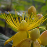 Flower; Publicdomain; Cc0; Freeimage;