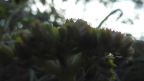 Flower; Publicdomain; Cc0; Freeimage;.jpg