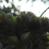 Flower; Publicdomain; Cc0; Freeimage;