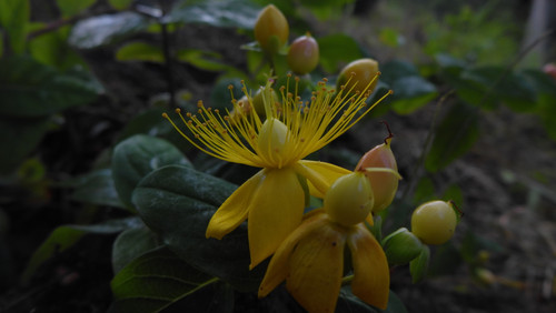 Flower; Publicdomain; Cc0; Freeimage;.jpg