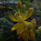 Flower; Publicdomain; Cc0; Freeimage;