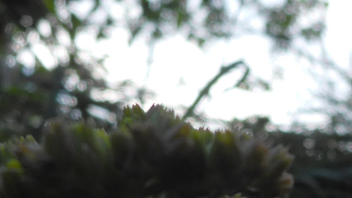 Flower; Publicdomain; Cc0; Freeimage;.jpg