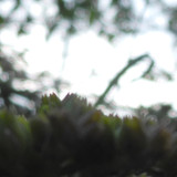 Flower; Publicdomain; Cc0; Freeimage;