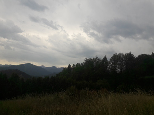 Forest; Publicdomain; Cc0; Freeimage;.jpg