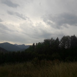 Forest; Publicdomain; Cc0; Freeimage;