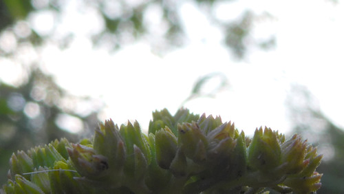 Flower; Publicdomain; Cc0; Freeimage;.jpg