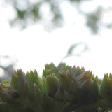 Flower; Publicdomain; Cc0; Freeimage;