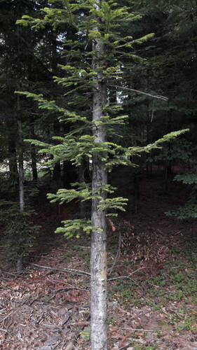 Forest; Publicdomain; Cc0; Freeimage;.jpg