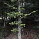 Forest; Publicdomain; Cc0; Freeimage;