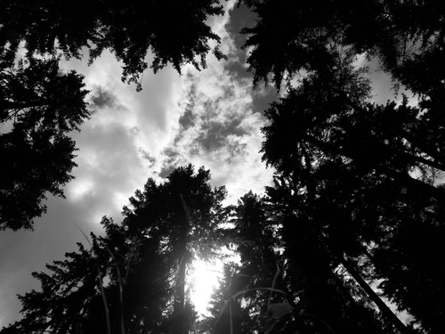 Forest; Publicdomain; Cc0; Freeimage;.jpg