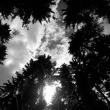 Forest; Publicdomain; Cc0; Freeimage;