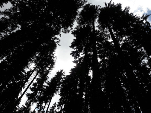 Forest; Publicdomain; Cc0; Freeimage;.jpg