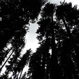 Forest; Publicdomain; Cc0; Freeimage;