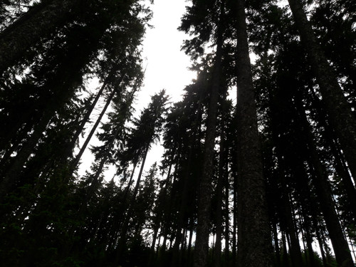 Forest; Publicdomain; Cc0; Freeimage;.jpg