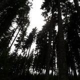 Forest; Publicdomain; Cc0; Freeimage;