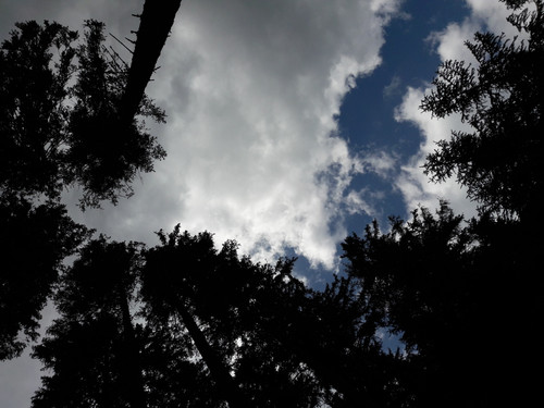 Forest; Publicdomain; Cc0; Freeimage;.jpg