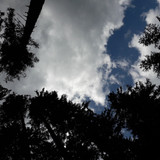 Forest; Publicdomain; Cc0; Freeimage;