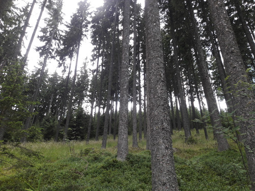 Forest; Publicdomain; Cc0; Freeimage;.jpg