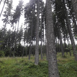 Forest; Publicdomain; Cc0; Freeimage;