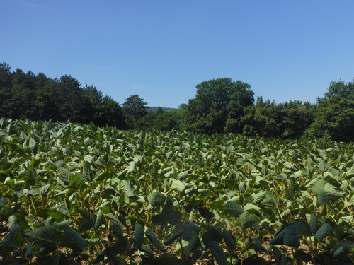 Forest; Publicdomain; Cc0; Freeimage;.jpg