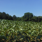 Forest; Publicdomain; Cc0; Freeimage;